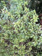 Fuchsia × bacillaris