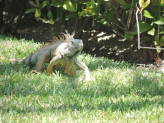Iguana iguana