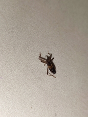 Himacerus mirmicoides