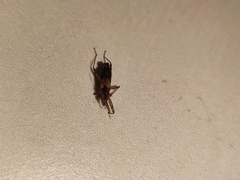 Himacerus mirmicoides
