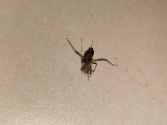 Himacerus mirmicoides