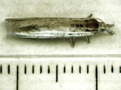 Microdes epicryptis