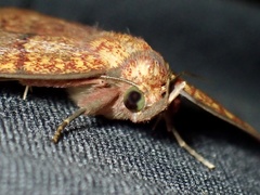 Singara diversalis