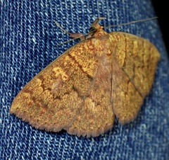 Singara diversalis