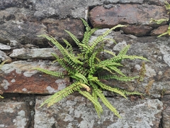Asplenium trichomanes