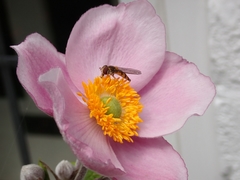 Eriocapitella × hybrida