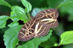 Catuna crithea