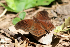 Junonia gregorii