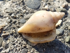 Laevistrombus canarium