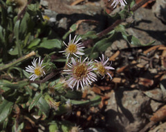 Erigeron nivalis