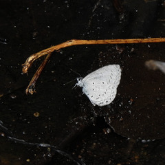 Celastrina lavendularis