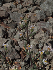 Erigeron nivalis