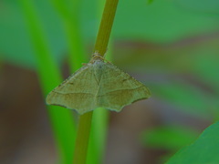 Lepidoptera