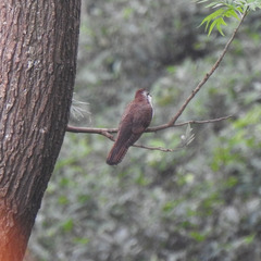 Cacomantis sonneratii