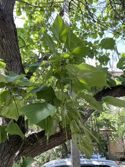 Catalpa bignonioides