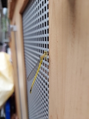 Ceriagrion fallax fallax