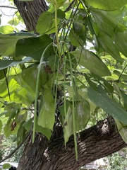 Catalpa bignonioides