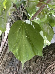Catalpa bignonioides