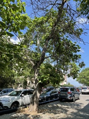 Catalpa bignonioides
