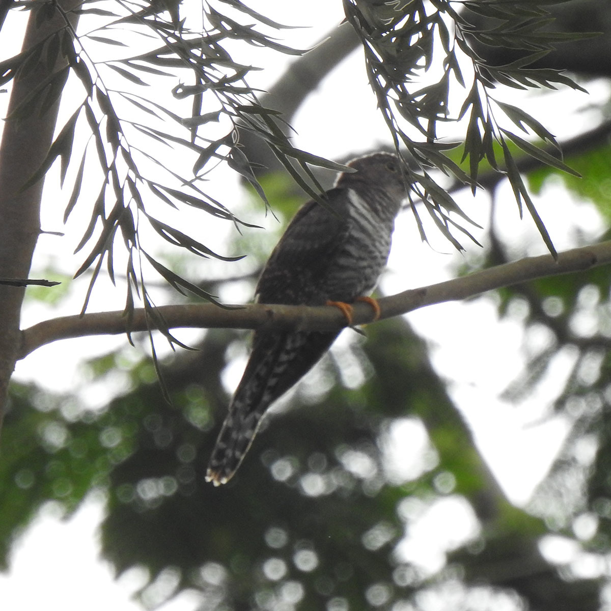 Lesser Cuckoo