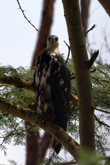 Haliaeetus vocifer