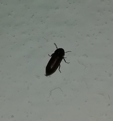 Coleoptera