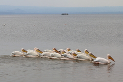 Pelecanus onocrotalus