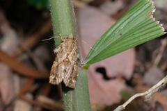 Callopistria flavitincta