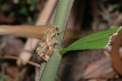 Callopistria flavitincta