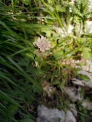 Astrantia