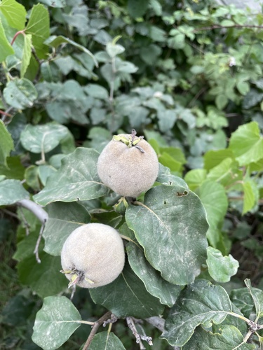 Cydonia oblonga iNat (1)