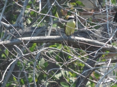 Pitangus sulphuratus