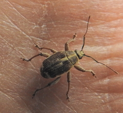 Sciobius