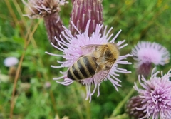 Apis mellifera