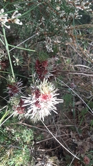 Isopogon asper