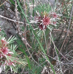 Isopogon asper