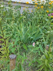 Chenopodium album pedunculare
