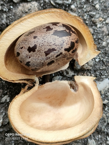 Hevea brasiliensis