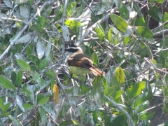 Pitangus sulphuratus