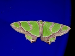 Agathia carissima