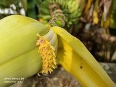 Musa acuminata flava