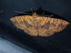 Singara diversalis