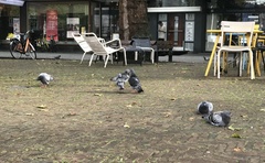 Columba livia domestica