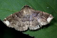 Adrapsa quadrilinealis