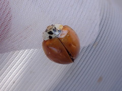 Adalia decempunctata