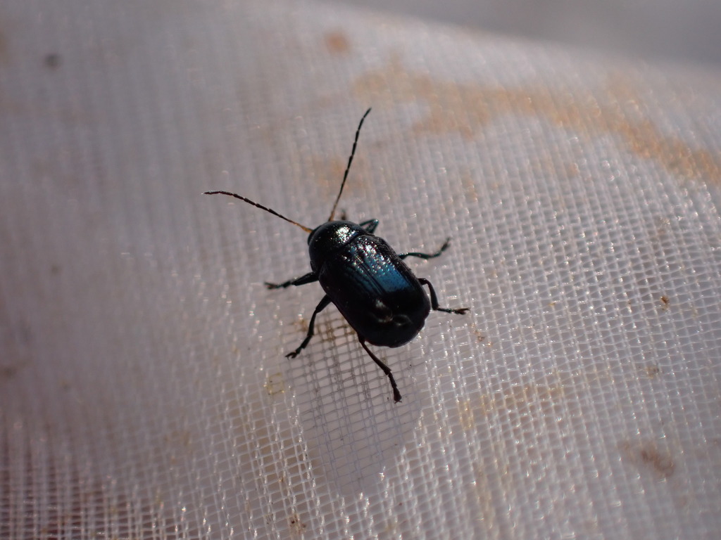 Cryptocephalus janthinus