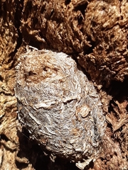 Opodiphthera eucalypti