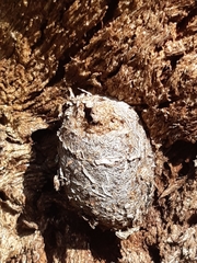 Opodiphthera eucalypti