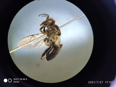 Apis andreniformis