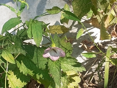 Convolvulus arvensis